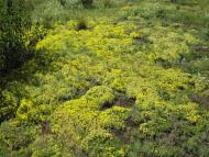 Журавка з panoramio.com