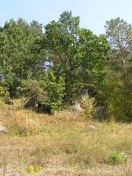 Мала Цвіля з panoramio.com