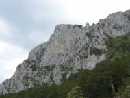 Олива з panoramio.com - Олива