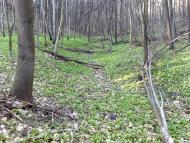 Кирияківщина з panoramio.com