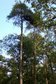 Зазим'я з panoramio.com