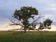 Скалонівка з panoramio.com