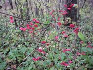 Воловики з panoramio.com