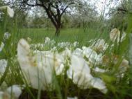 Берізки-Чечельницькі з panoramio.com