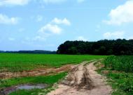 Вороне з panoramio.com