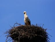 Гамарня з panoramio.com