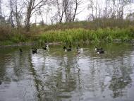 Воловики з panoramio.com