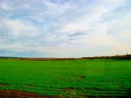 Мурзинці з panoramio.com