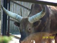 Колоденка з panoramio.com