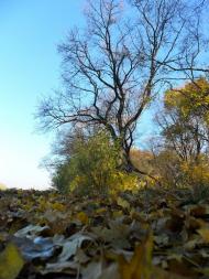 Карло-Марксове з panoramio.com