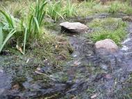 Воловики - Останні фото