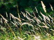 Колісники з panoramio.com