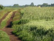 Стаївка з panoramio.com