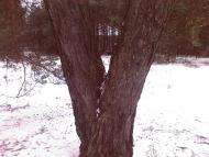 Жиричі з panoramio.com