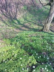 Нова Мощаниця з panoramio.com