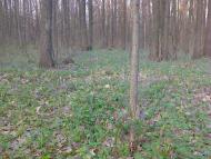 Буди з panoramio.com