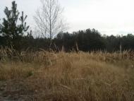 Жиричі з panoramio.com