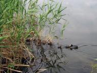 Олександрівка з panoramio.com