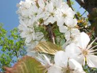 Вигівка з panoramio.com