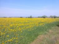 Миколаївське з panoramio.com