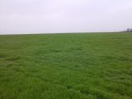 Лупареве з panoramio.com