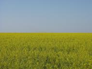 Розсохуватка з panoramio.com