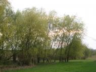 Коробчино з panoramio.com