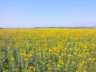 Миколаївське з panoramio.com