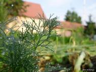 Острівок з panoramio.com