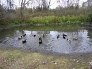 Воловики з panoramio.com