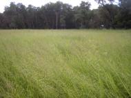 Варварівка з panoramio.com