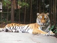 Відрадне з panoramio.com