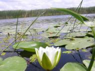 Горошине з panoramio.com