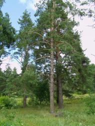 Свеса з panoramio.com