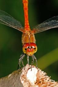 Княжичі з panoramio.com