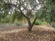 Малі Будища з panoramio.com