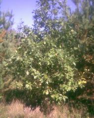 Сухоліси з panoramio.com