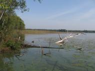 Віл - Останні фото