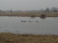 Губичі з panoramio.com