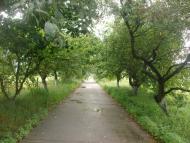 Цвітоха з panoramio.com