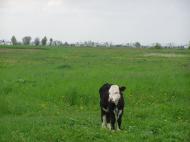 Калинів з panoramio.com