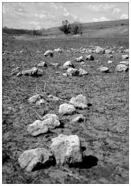 Липове з panoramio.com