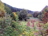 Дем'янківці з panoramio.com