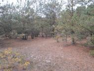 Жиричі з panoramio.com