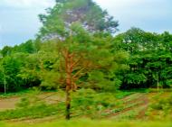 Мурзинці з panoramio.com