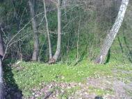 Нова Мощаниця з panoramio.com