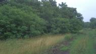 Зелене з panoramio.com