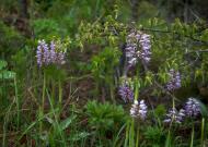 Міжріччя з panoramio.com