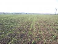 Червоноармійське з panoramio.com