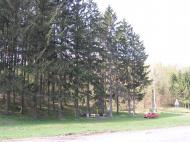 Рахни Лісові - Останні фото